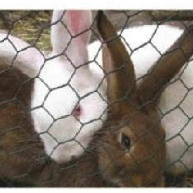 1 2 inch wire mesh