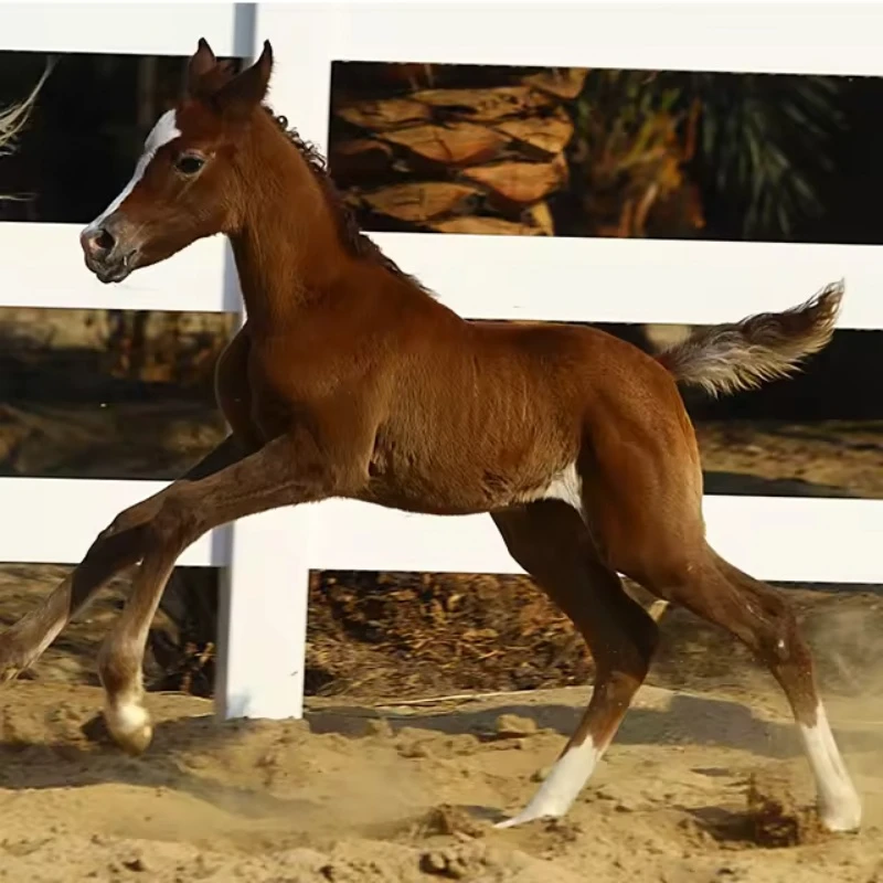 PVC Horse Fencing – Safety, Simplicity, and Structure for Your Equine Space