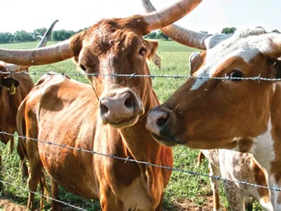 What is Barbed Wire Used For?